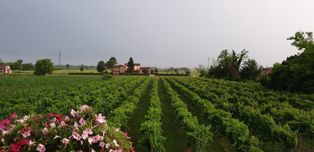 View of Sfriso Winery in the summer